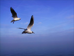 Lac leman