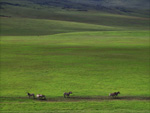 Serengeti